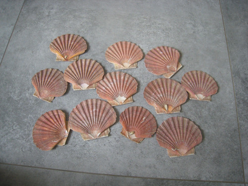 Stück jakobsmuscheln flach - 12,