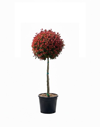 Glanzmispel photinia fraseri - photinia,