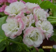 April Snow Rosebud Pelargonie