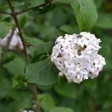 Koreanischer Duftschneeball 60-80cm - Viburnum carlesii