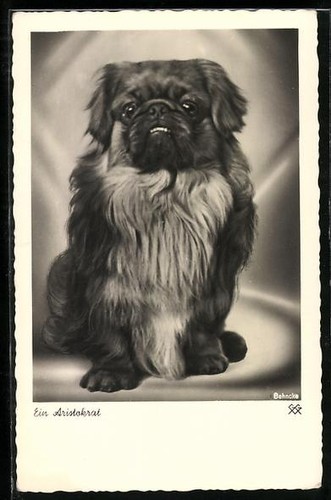Ansichtskarte kleiner pekinese - ansichtskarte,