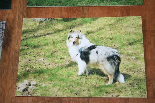 Hunde postkarte von poster - postkarte,