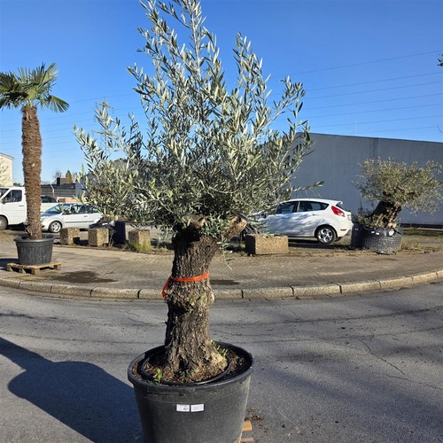 Olivenbaum olea europaea - olivenbaum, "olea