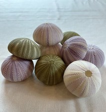 Seeigel,  Seeigel weiß