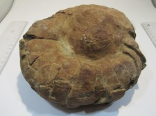 MD231 Ammonit Nautilus Cenoceras Jura Lias Bad Harzburg Niedersachsen 15cm 2,6Kg
