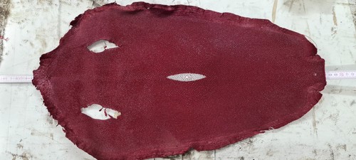 Stachelrochenhaut stingray - stachelrochenhaut, in
