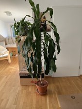 ***Dracaena fragrans 165 cm im Tontopf/Seramis-Granulat***