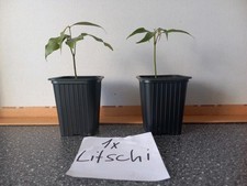 Litschi und Granatapfel