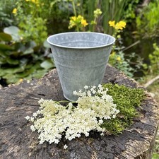 Eimer als Blumentopf, klein, Übertopf in Antik-Zink, Tischeimer, Zinktopf