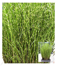 Chinaschilf Zebragras, 1 Pflanze Miscanthus zebrinus strictus