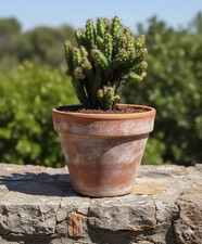 Cereus