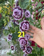 Stockrosen Alcea Rosea Samen