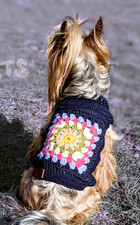 Yorkshire Terrier Hunden Katze