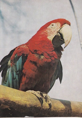 Vogel - -, (aves)