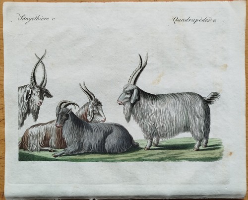 Ziege kaschmir bertuch - kaschmir,