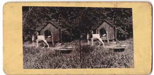 Stereo fotografie kettenhund - kettenhund, /