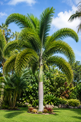 Wodyetia bifurcata - ,