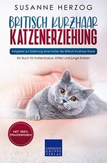 Britisch kurzhaar - britisch,