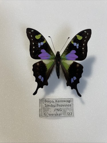 Entomologie*Graphium