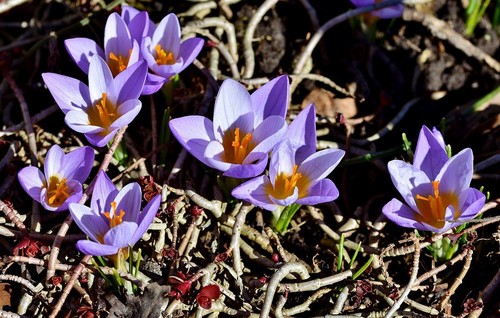 Schneekrokusse purple krokusse - schneekrokusse,