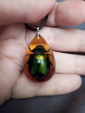 Grün schillernder Skarabäus