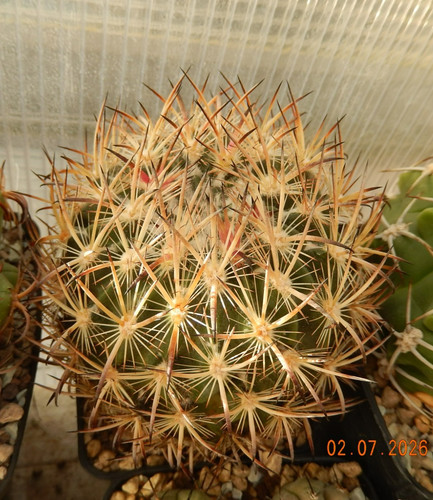 Echinomastus laui 525 - laui, sb-525