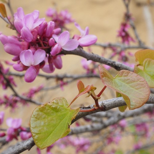 Judasbaum cercis siliquastrum - judasbaum,