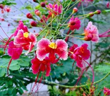 10 seeds Pink Caesalpinia