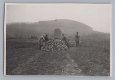 Zuckerrübenernte Ernte