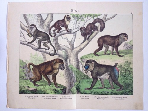 Affen meerkatze rollaffe - meerkatze,