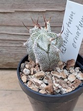 !! Astrophytum ornatum – Jungpflanze - Kaktus/Kakteen !!