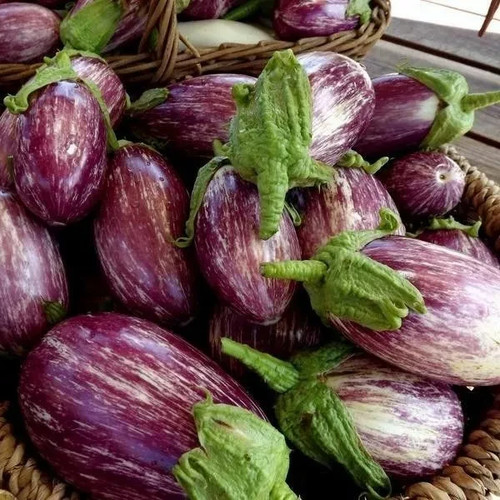 Aubergine listada gandia - aubergine,