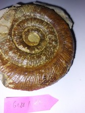 Prodactyloceras    75 mm