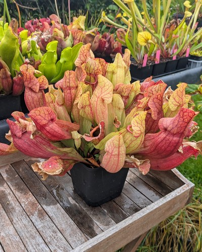 Sarracenia purpurea ssp