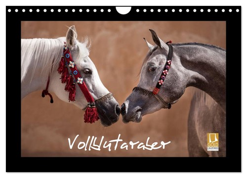 Vollblutaraber wandkalender - vollblutaraber, (wandkalender