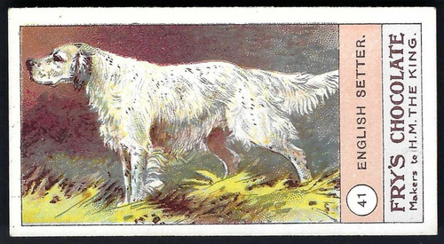Fry fowls pigeons - dogs,