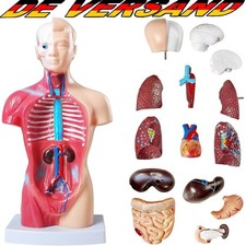 Medizinisches Anatomie