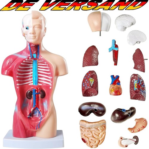 Medizinisches anatomie - medizinisches,