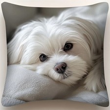 Malteser Hund Kuschel