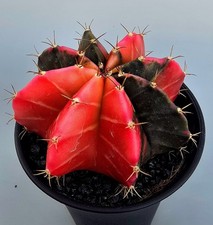 Schöner Ausgefallener