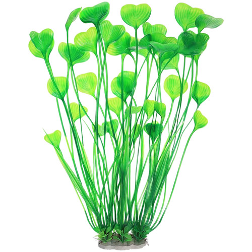 Spirale kelp wasser lotus - kelp,