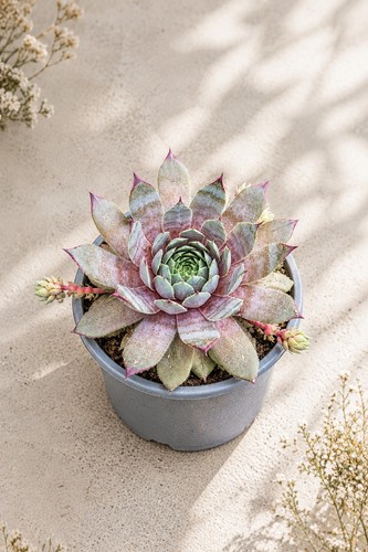 Sempervivum hauswurz - sempervivum, /