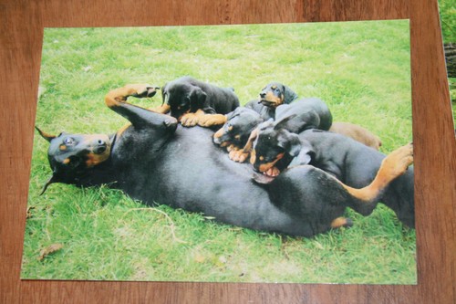 Hunde postkarte von - hunde, xxl