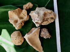 Ursus Spelaeus Höhlenbären-Knochen  Zoolithenhöhle Burggaillenreuth  Pleistozän