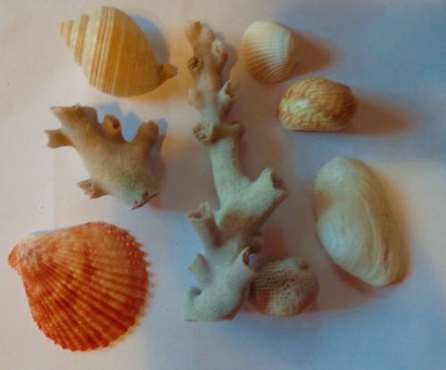 Sammlung koralle muscheln - sammlung, ,