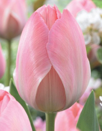 Tulpenzwiebeln mystic van - mystic,