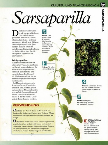 Sarsaparilla - , /