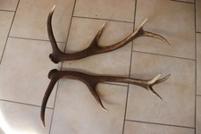 Abwurfstangen Geweihstangen Hirschhorn Hirschgeweih Geweih Horndekoration Passer