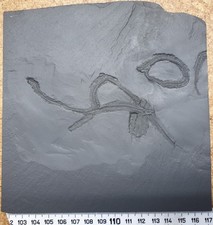 Rarität Schlangenstern