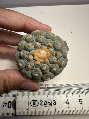 Ariocarpus 3köpfe - ariocarpus, lo.，3köpfe